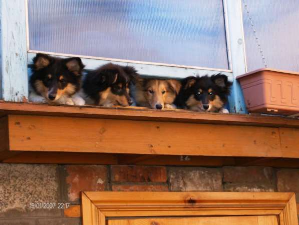 Щенки шелти в Астрахани