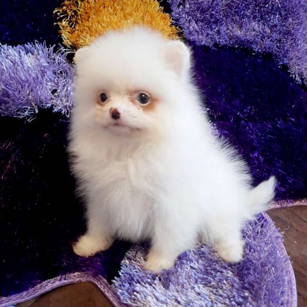 Pomeranian spitz. Mini girl. Blue eye в фото 3
