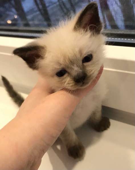 Европейская Бурма котенок лилового окраса в Санкт-Петербурге фото 15