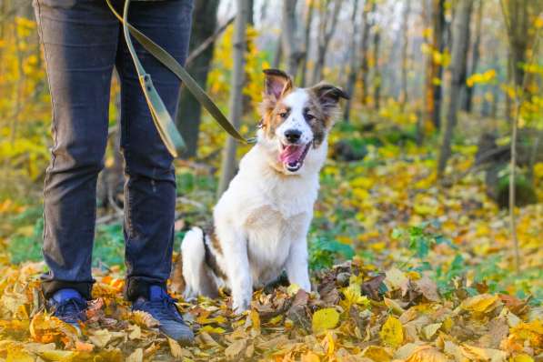 Щенок в добрые руки Августина в Санкт-Петербурге фото 8