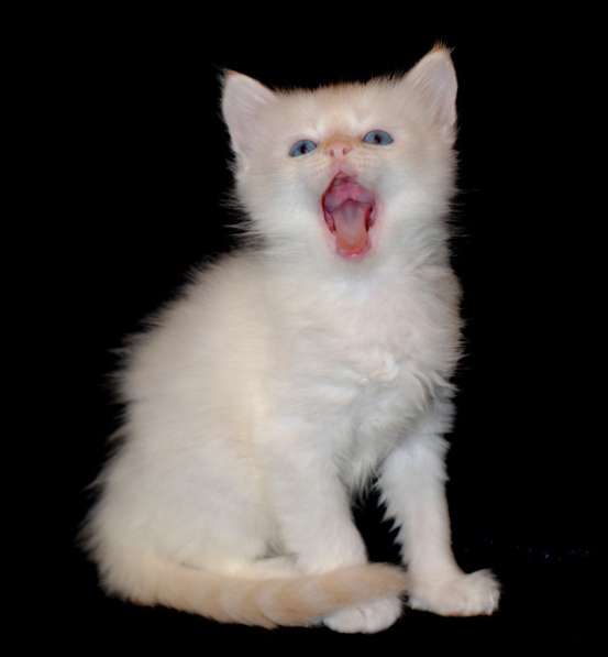 Невский маскарадный котик в Москве фото 9