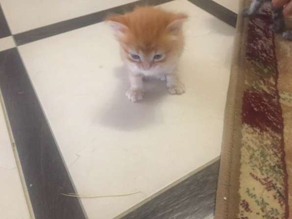 Отдаём котят в фото 6