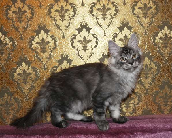 Свободны шикарные котята мэйн-куны редких окрасов в Москве фото 23