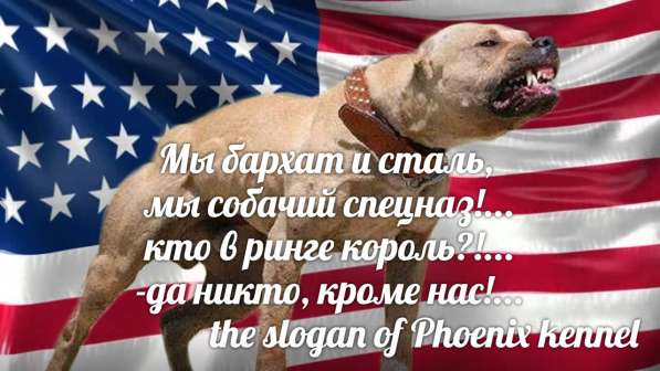 Питбуль щенок 5 мес в Воронеже фото 4