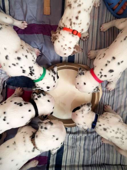 Продажа щенков породы Далматин (Далматинец) в Ханты-Мансийске фото 9