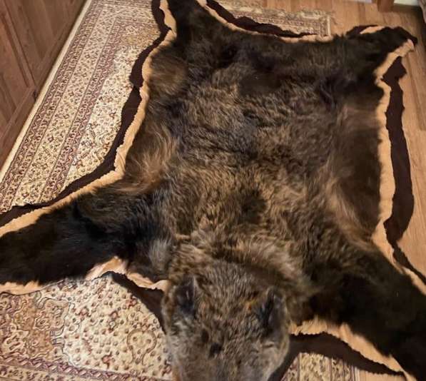 Шкура медведя, чучело в Москве фото 3