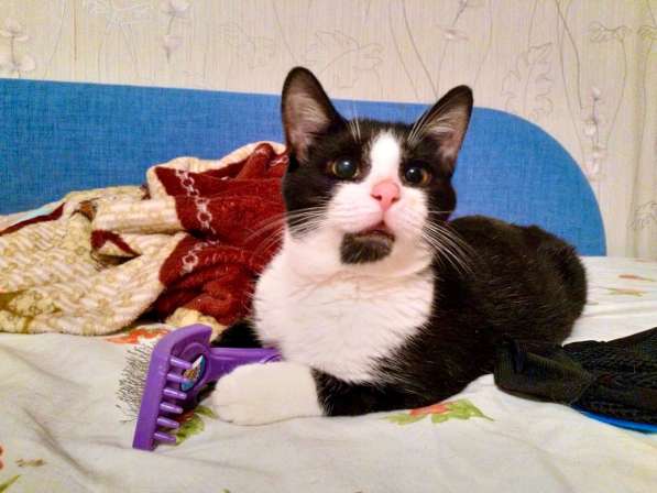 Яркая личность котик Кузя ищет дом в Москве фото 7