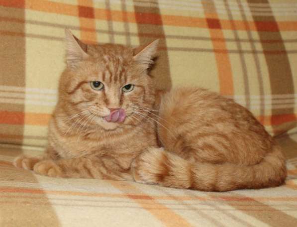 Солнечный зайчик в ваш дом!!! в Москве фото 8