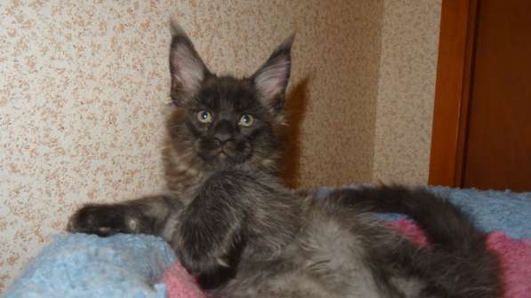 Мейн кунчик Йотунхейм