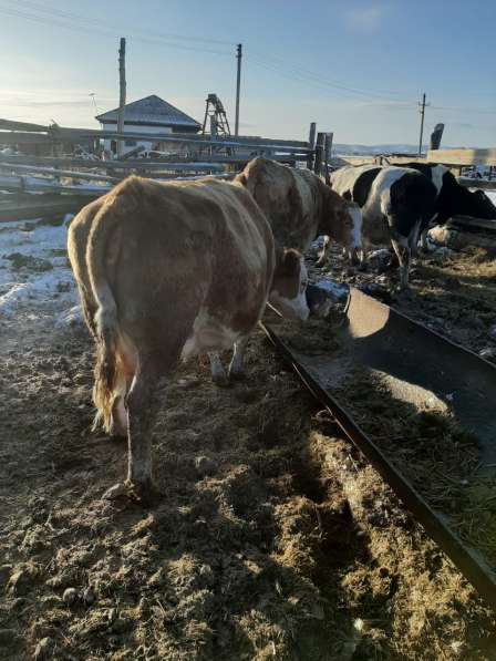 Коровы и бычки на убой в Челябинске фото 4