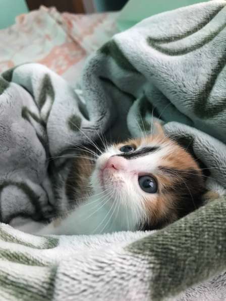 Котёнок даром вислоухДАРОМ КОТИКА. Трёхцветная вислоухая в Астрахани фото 3