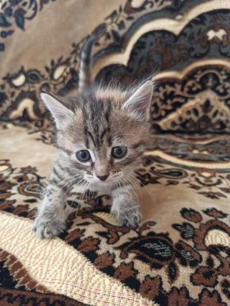 Милая кошечка в Оренбурге