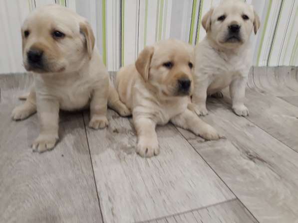 Лабрадор щенки