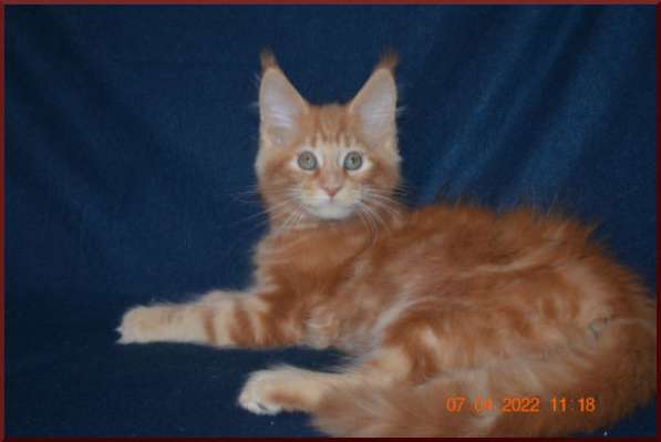 Роскошный черный котик мейн-кун из питомника в Астрахани фото 54