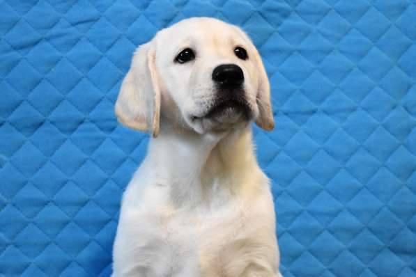 ПАТТИ ОСЕННЯЯ СКАЗКА в Москве фото 5