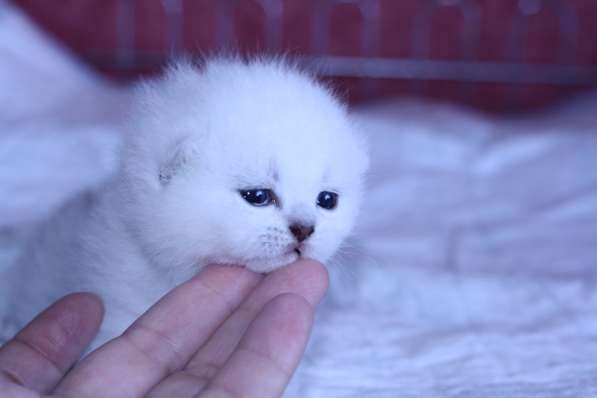 Котята британские серебристые шиншиллы в Москве фото 3