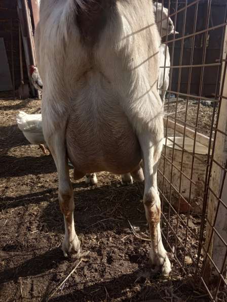 Срочно продаю коз в Липецке фото 3