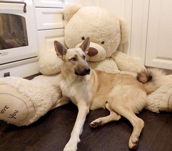 Благородный джентльмен-пес с мягкой шерсткой ищет дом в Санкт-Петербурге фото 5