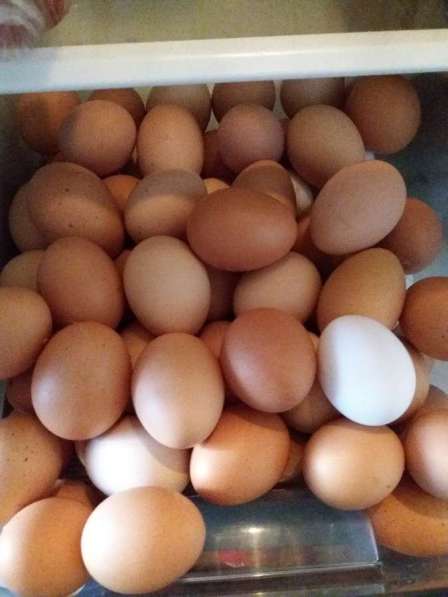Продам Домашние яйца