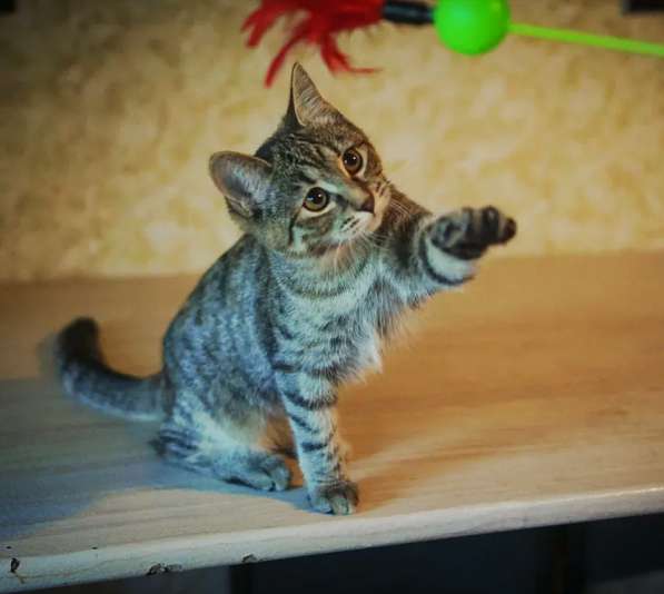 Кошечка Альфа в добрые руки в Москве фото 12