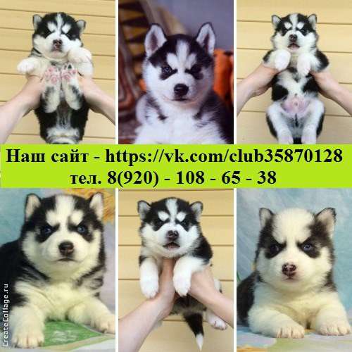 Черно-белые голубоглазые и разноглазые щеночки Хаски в Череповце