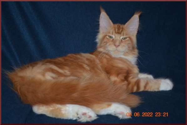 Роскошный черный котик мейн-кун из питомника в Астрахани фото 24