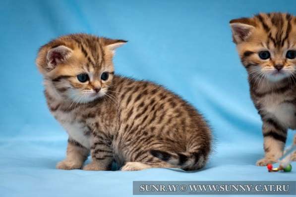 Плюшевые девочка и мальчик в Новокузнецке фото 8