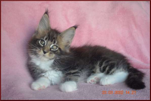 Роскошный черный котик мейн-кун из питомника в Астрахани фото 76