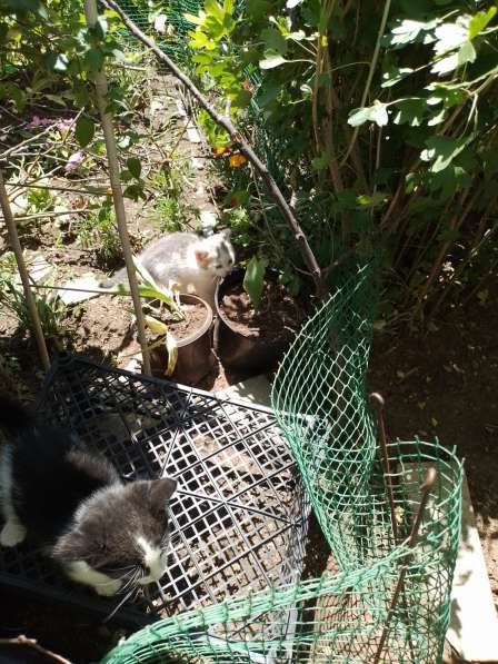 Очаровательные котята ищут дом и добрых хозяев в Саках фото 3