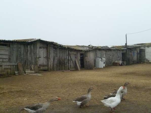 Срочная продажа домовладения в деревне в Каменск-Шахтинском фото 4