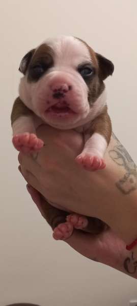 Шикарный рыжий мальчик аст резерв ркф в Москве фото 5