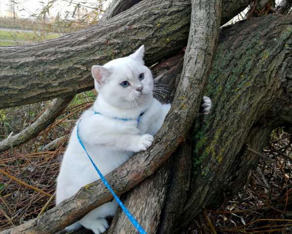 Золотые шиншилки в фото 16