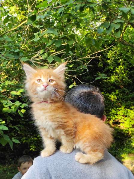 Meincoon мейн кун котята в фото 25