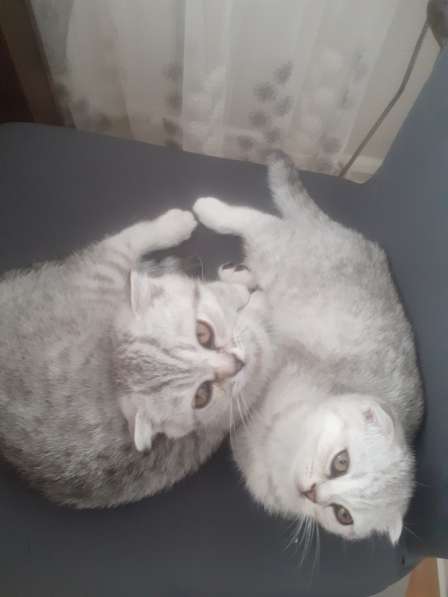 Котята британские в фото 8