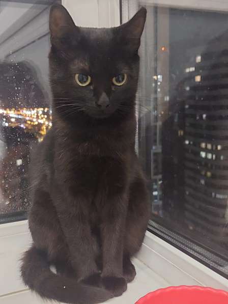 Кошка Чёрная Мамба ищет дом в Химках фото 13