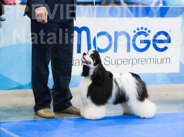 Продаются подросшие щенки в Электростале фото 4