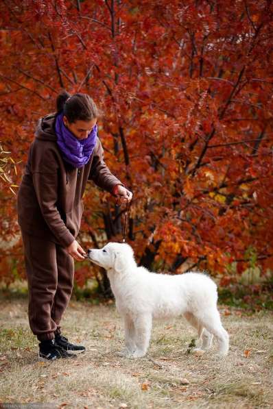 Мареммо-абруццкая овчарка в Коркино фото 4