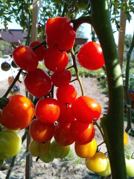 Семена урожайных томатов в Барнауле