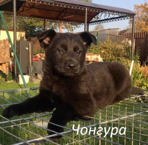 Породистые щенки восточноевропейской овчарки, 2 месяца в Санкт-Петербурге фото 11