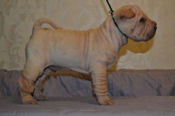 Щенки Шар-пея в Москве фото 4