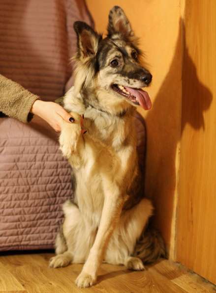 Прекрасная редкая собака ищет новый дом в Санкт-Петербурге фото 3