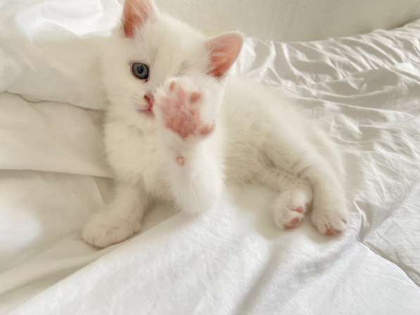 BKH Katze, Котенок британской короткошерстной, 2,5 мес в фото 16