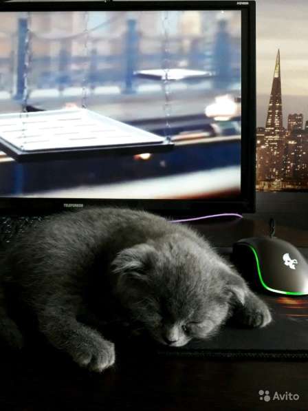 Проданы в Краснодаре фото 8