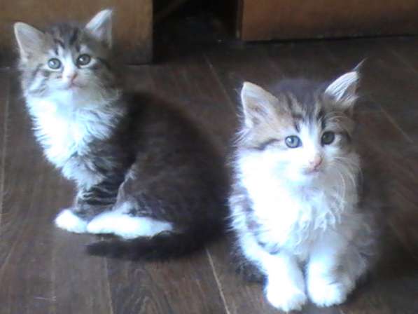 Котята в Владимире фото 3