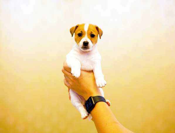 Щенки Джек Рассел терьер от титулованных родителей в Смоленске фото 8