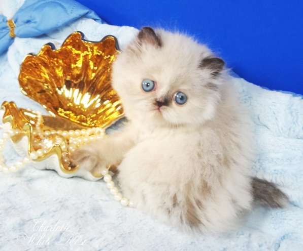 Персидский гималайский котенок Шарлотта