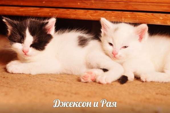 Котята турецкой ангорки в Наро-Фоминске фото 8