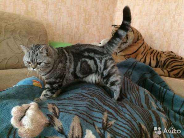 Вязка с британским чемпионом в Костроме