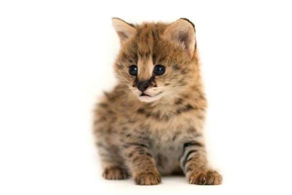 Сервал степной в Москве фото 4