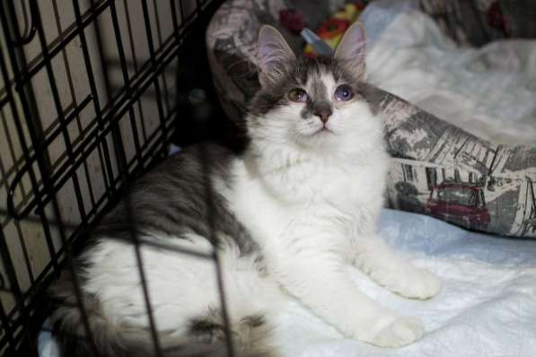 Кошечка Кристл